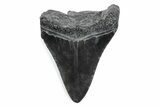 Fossil Megalodon Tooth - South Carolina #370475-1